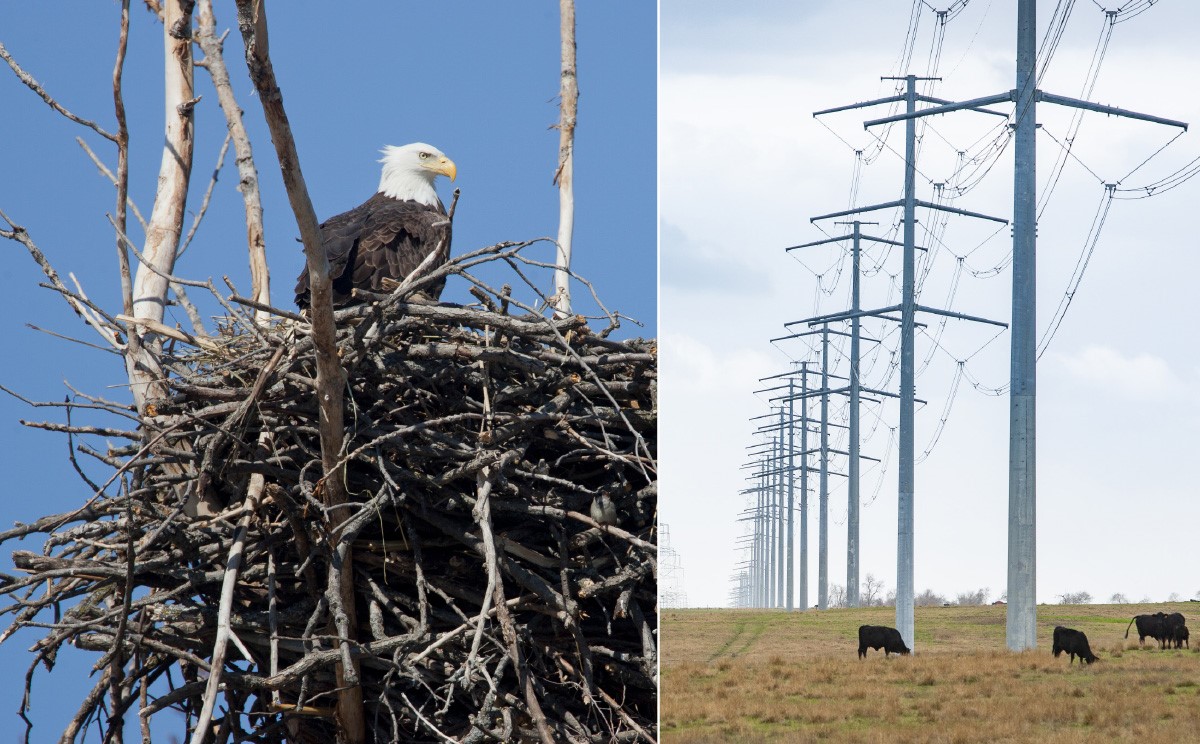 Bald eagle nesting safely near Entergy facilities; cattle grazing underneath Entergy power lines.