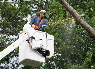 Arborist Near Me